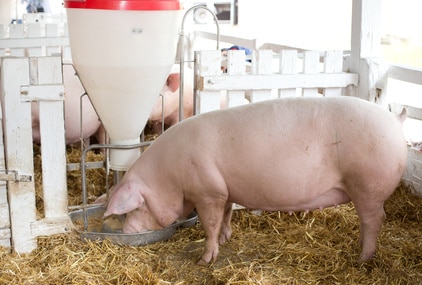 Dons d’organes : vers des chimères homme-porc ?
